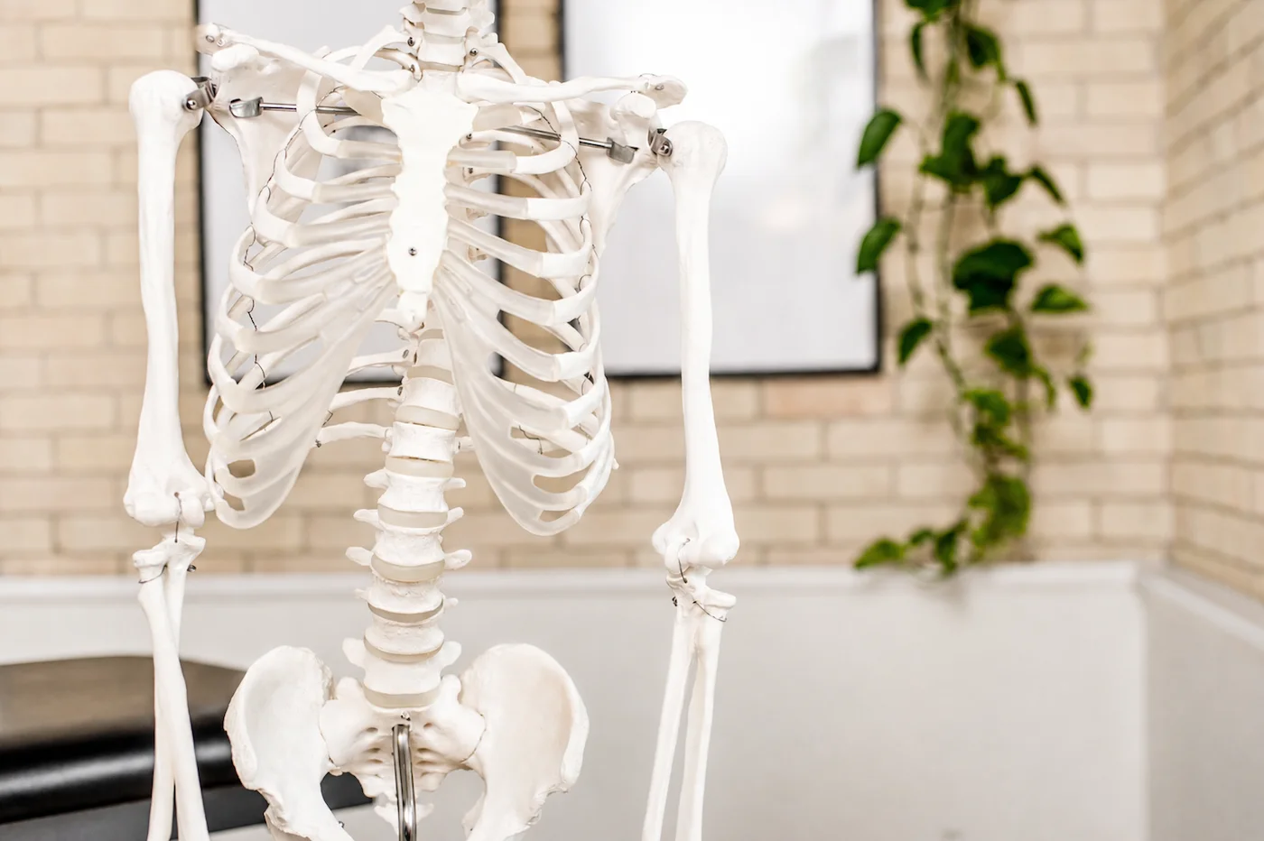 Mend Osteopathy Skeleton